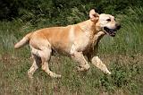 LABRADOR 965